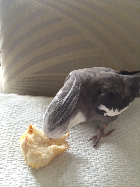 Now the first step is to get right up close and stare at the prey. 