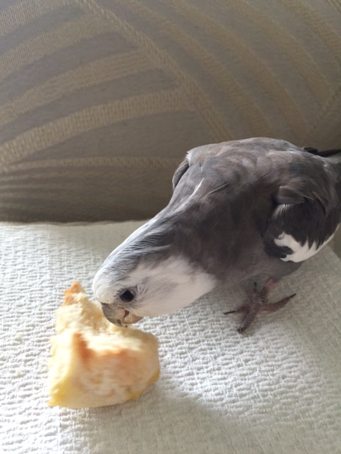 The longer you stare, the more terrified the prey will become.