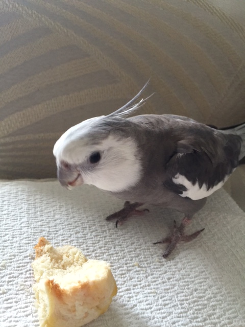 At this point, don't be surprised if paparazzi or poachers begin to appear. You will find staring balefully works just as well on them as it does on the prey.