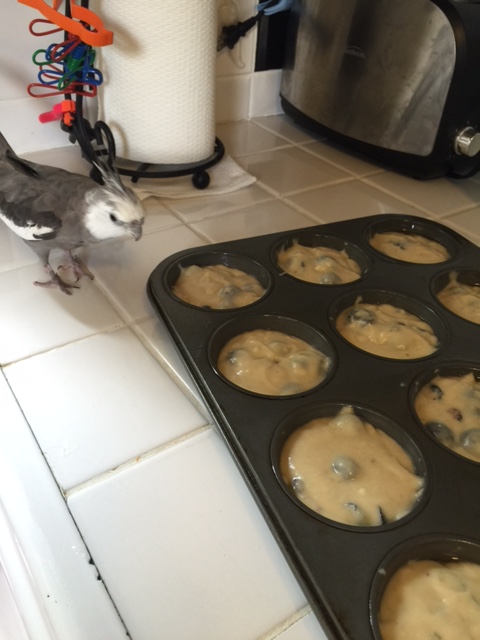 Oh boy. It looks like my large featherless assistant has been in my kitchen again.