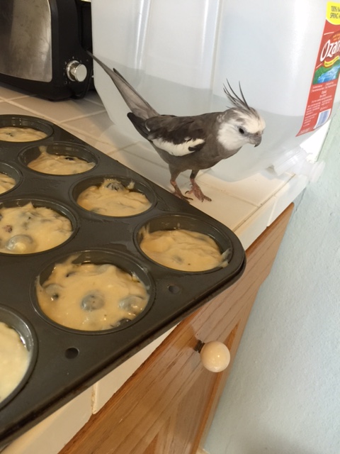 Oh well. Teaches me to let her run around my house unsupervised.