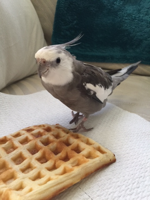 Well of course I know it's a waffle. But it just suddenly appeared out of nowhere....