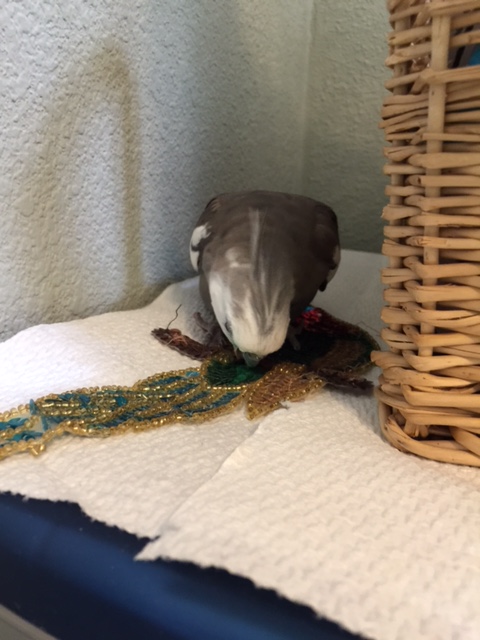 Nom nom NOM nom nom NOM nom....