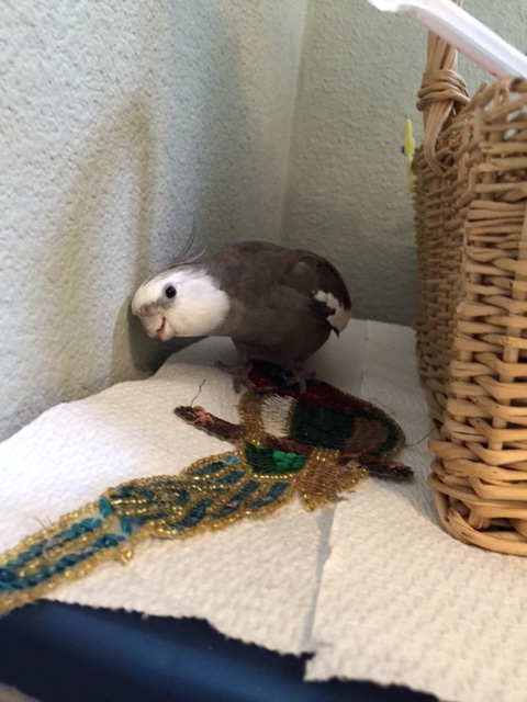 A "parrot?" What do you mean this prey is a parrot? Nice try, Mom, but if it was a real parrot it would have grey and white feathers like me.
