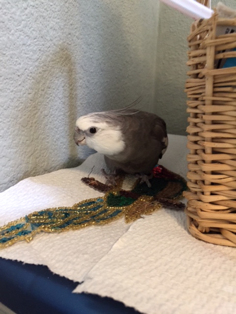 Poachers. MY large and shiny delicious prey. MINE.