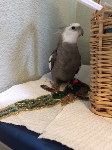 Hey, Mom - look at this huge, sparkly prey I brought down just now!