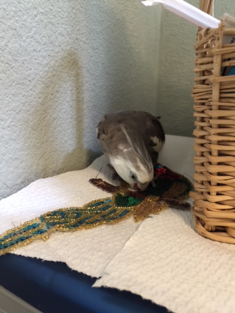 Boy am I lucky I happened to spot this sparkly prey right as I was getting hungry.