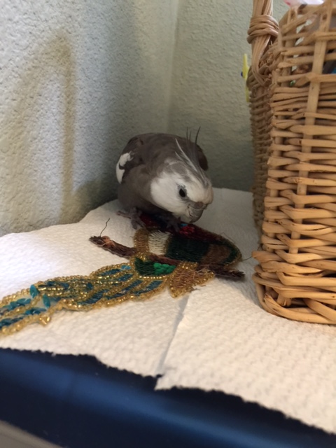 So hungry, in fact, that its striking resemblance to one of my own kind doesn't even bother me.