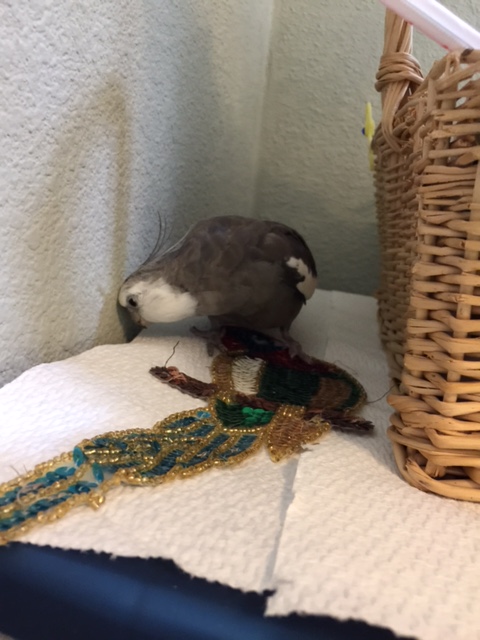 I'd better check with my rear guard to be sure it is just the one poacher this time.