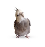 Pearl_ebookcoverphoto_new