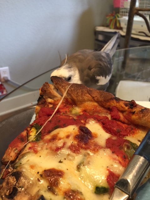 I am feeling very fierce today. I think I will just sneak up on this large prey.