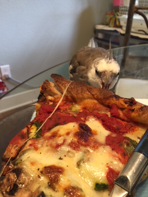 But of course if you are a fierce predator with a sharp curved beak, even the crunchiest defensive wall is no defense.