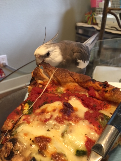 So many predators get intimidated by size. But this large prey is actually quite docile and slow-moving.