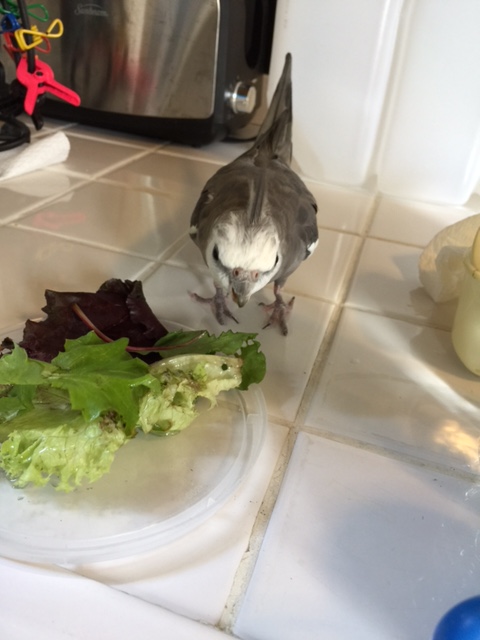 Okay, hello, my name is Pearl. I am very famous and feathery. And I expect you to bring your A-game to today's shoot.