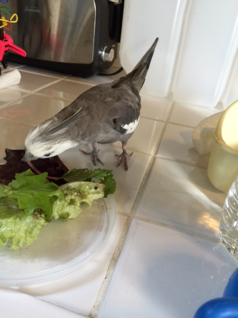 An "A-game" is when you do your best job. Allow me to demonstrate.