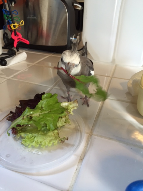 Ah! Here we go! See the action - the intensity - the animation!