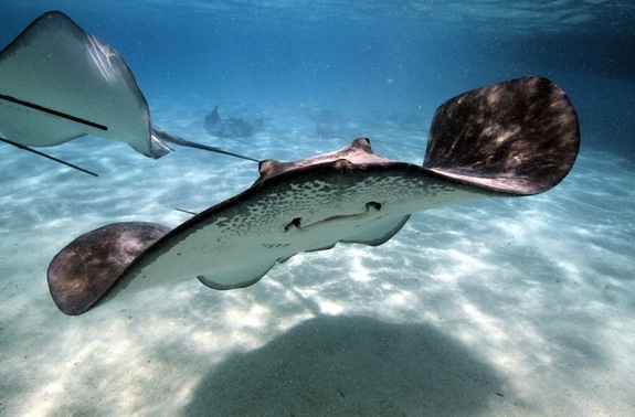 A stingray looking happy (because it is just about to dispatch tasty prey).