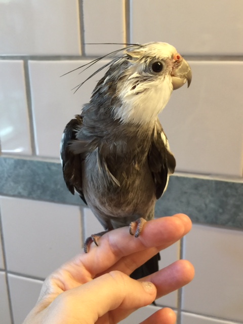 Notice how the model's barbed crest feathers infer a venomous barb as they flow out and away from the neck line.