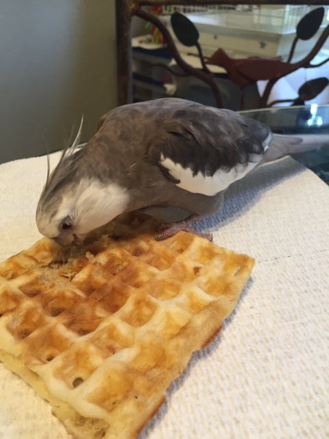 Now, begin by staring adoringly at your celebratory snack.