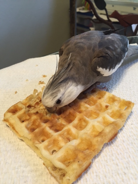 Combine this with glaring - this way the poachers will know you mean business.