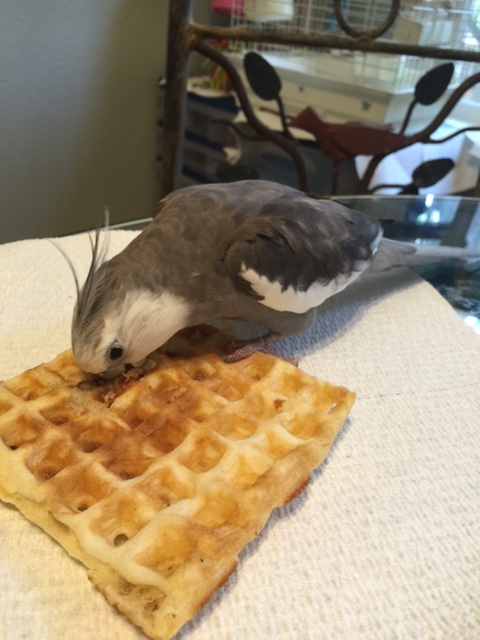 Here, you should then quickly start to receive it (so it doesn't decide to scamper away while you're giving thanks).