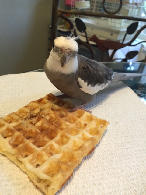 Be aware that fans may appear at any time while you are celebrating. If so, you can graciously pose with your celebratory snack (but you are not obligated to share). 