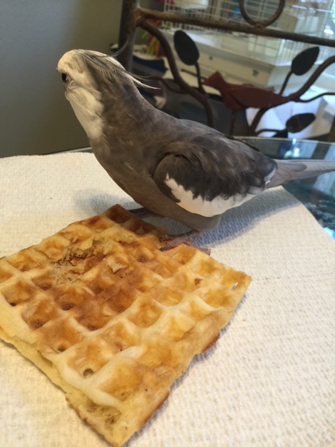 First, you want to scan the perimeter for poachers. If you see any, dispatch them first before you celebrate.