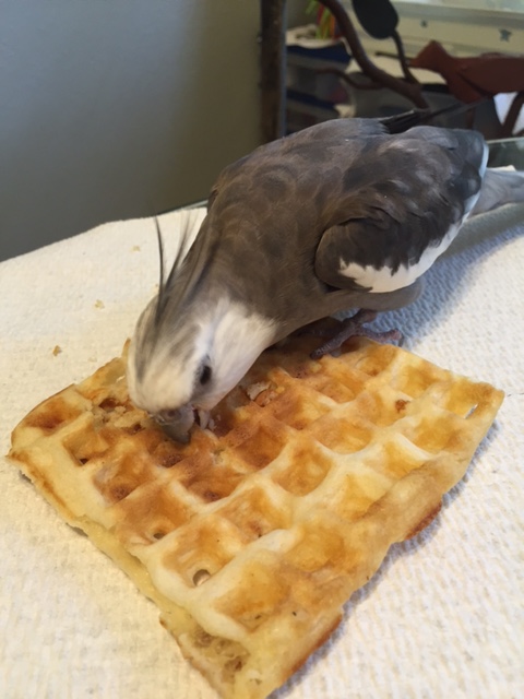 If at any time a poacher appears, just throw your whole body on top of your snack so they know it is taken.
