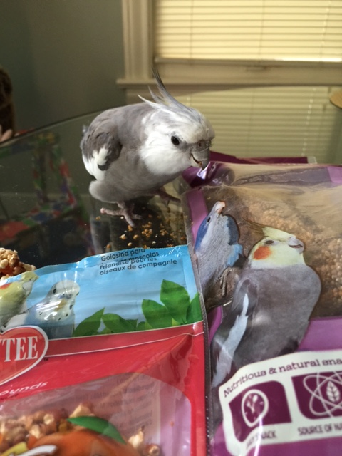 Welcome to the party! My name is Pearl. I am fetching and feathery and these are all my tasty snacks.