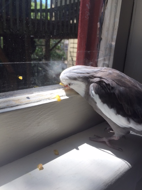 You should've seen her too - you would've thought she just grew a feather, she got so excited!