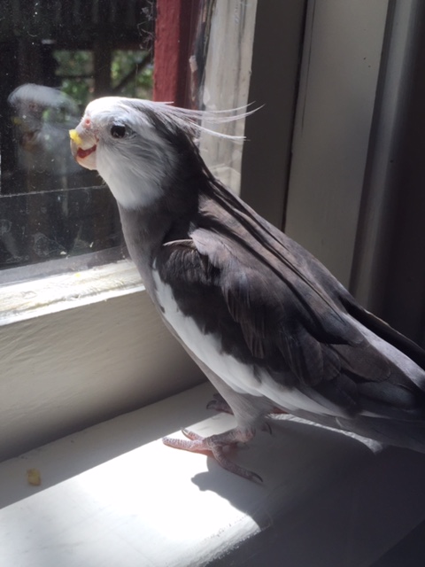 So check it out. I was eating my breakfast like usual, but I was in the mood for a change.