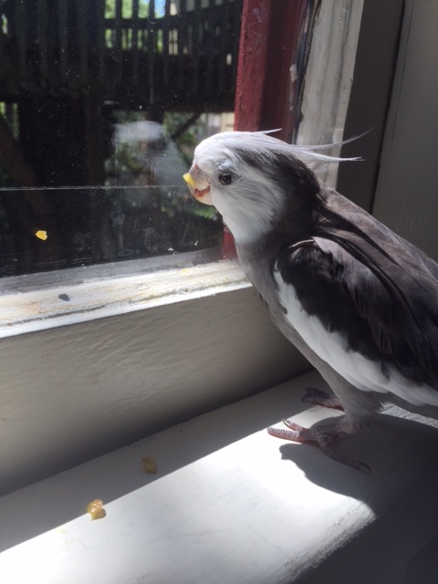 Then my large featherless assistant comes along and shoves this large orange thing next to my beak.