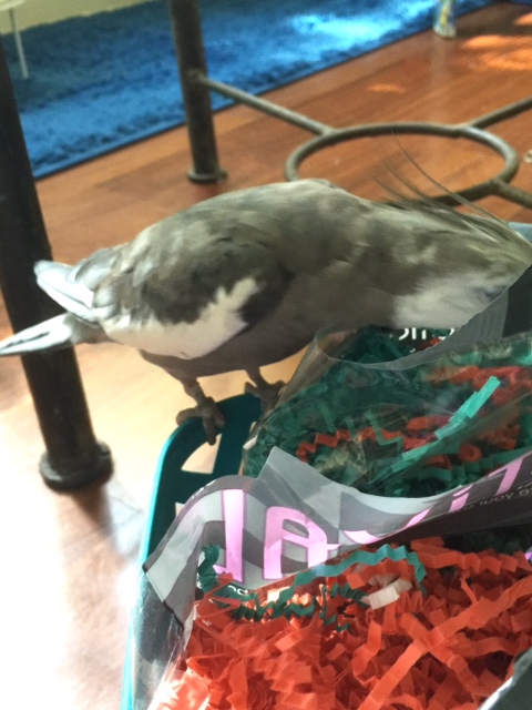 Anyone else have any actual legitimate reasons for hiding out in my casa?