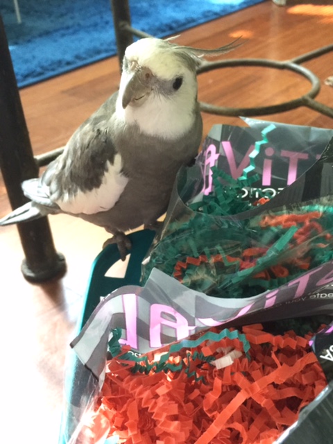 Okay, Mom, grab 'em and bag 'em - they were trying to case the joint again. 