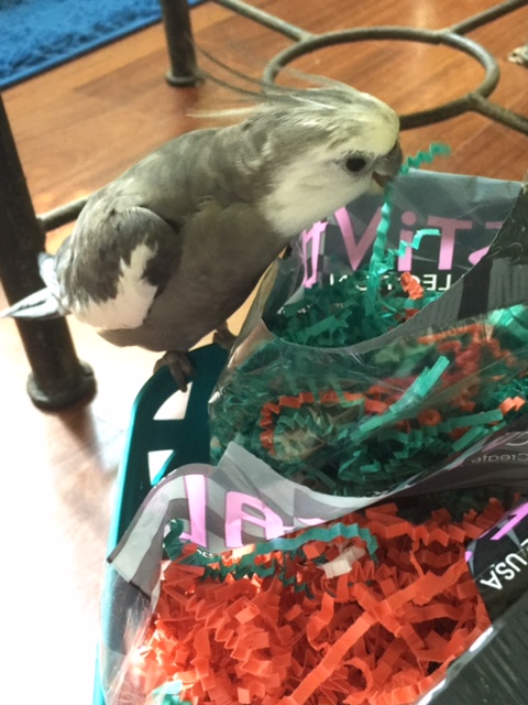 Okay green thing, you can go first. State your name, rank, purpose and which counter-spy agency you are with!