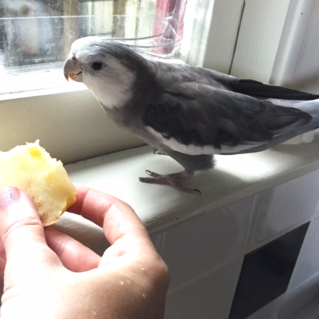 First an overall visual inspection - color looks good, texture is so-so.