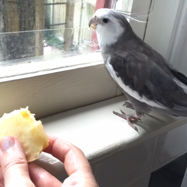 I don't even have to fully turn my head to know that my large featherless assistant needs my help again.