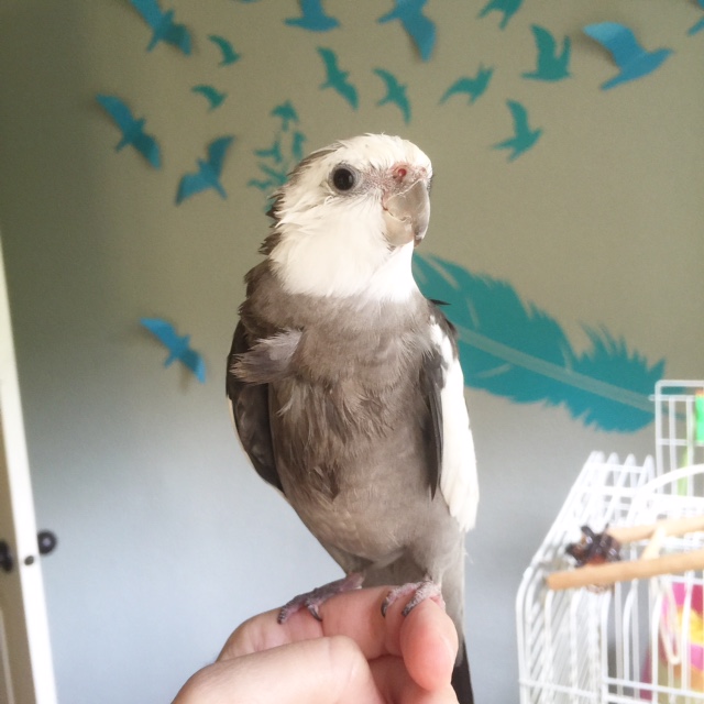 Here, notice how, other than a slight "ruffling" of the model's feathers just below the neckline, all is smooth forma elegance.