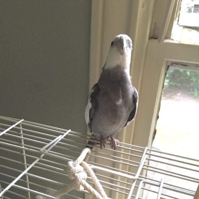 Followed by an equally rare "full feathered" shot of my cute and pretty breast feathers.