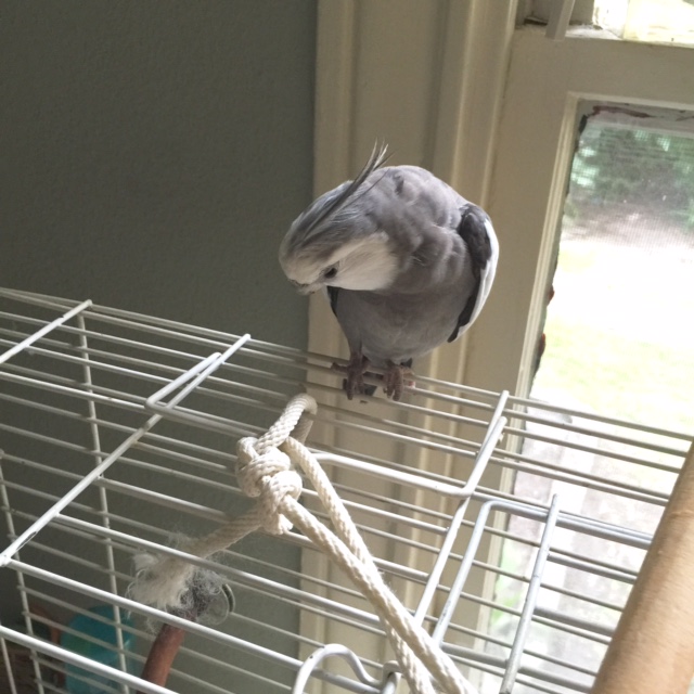 We can start with a rare "aerial" shot of my very cute and pretty crest feathers.