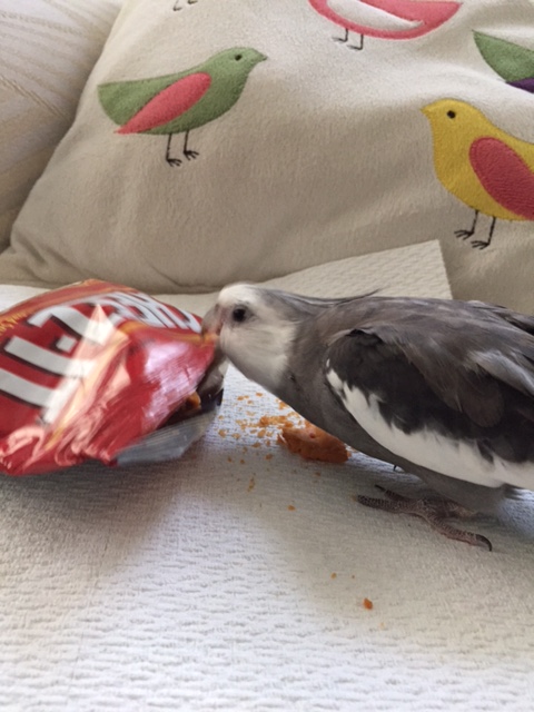 This crinkly holding cell isn't bad either.