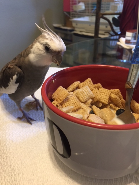 What? You want a what before I dine?