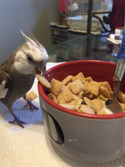 Great! So I'll just select each of you in turn and when you feel the "crunch" of my beak, that's how you know you just got my beak-o-graph. 