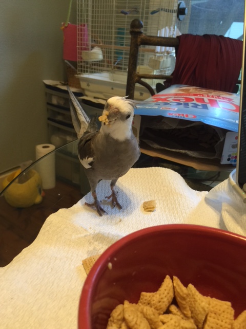 And you get to model front-and-center - right on my beak!