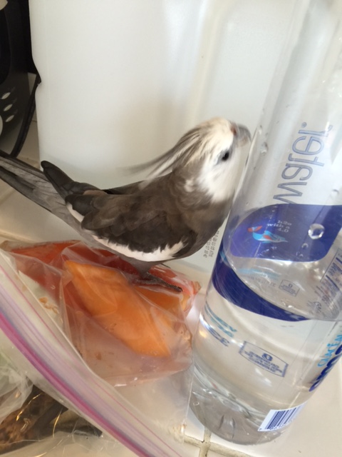 They are making a beeline for this exact pile I am standing on.