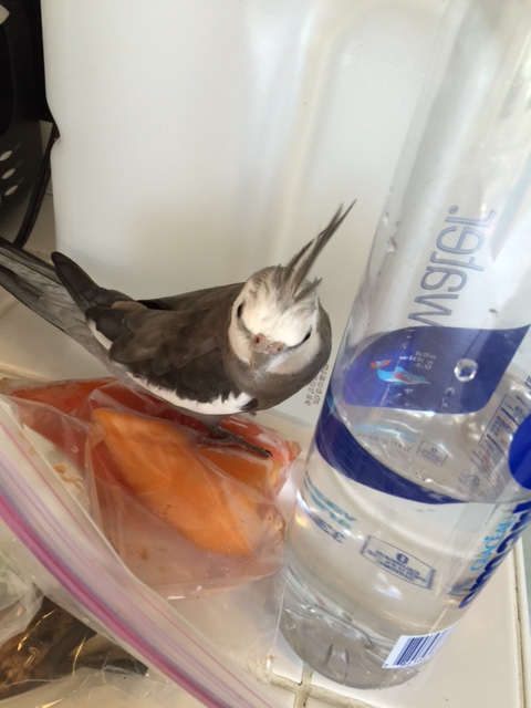 But wait a minute....here comes my large featherless assistant with the small shelled being.