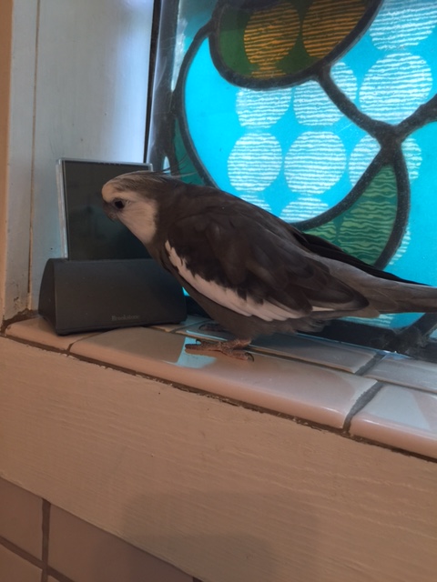 I'm sure you also remember my large featherless assistant. I was supposed to be re-training her right now, but it can wait. 