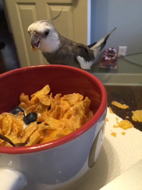 Not to mention that my large featherless assistant seems to really be enjoying their flavor....that can't be good.