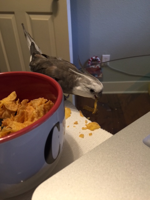 CHOMP, crunch, nom nom nom.....