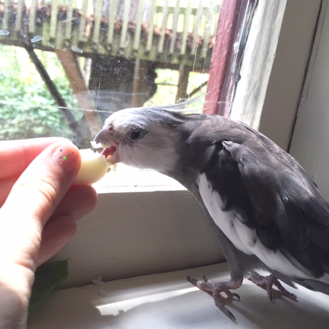 Nom nom NOM NOM NOM nom nom...